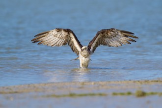 Osprey spreads its wings over the water against a natural backdrop, Osprey (Pandion haliaetus),