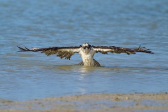 An eagle majestically spreads its wings on the surface of the water, Osprey (Pandion haliaetus),