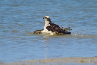 An eagle swims calmly through the water with slightly raised wings, Osprey (Pandion haliaetus),