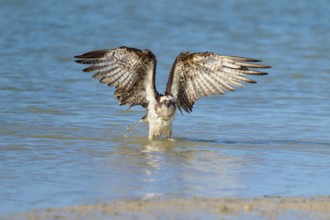 An eagle raises its wings above the water, ready for flight, Osprey (Pandion haliaetus), Flamingo,