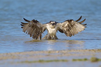 Osprey spreads its wings wide at the bottom of the water, ready to take off, Osprey (Pandion