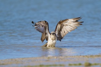 Osprey raises its wings in the blue water, creating an elegant scene, Osprey (Pandion haliaetus),
