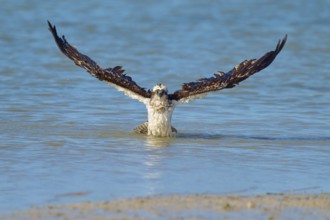 An eagle takes off from the water with its wings spread wide, Osprey (Pandion haliaetus), Flamingo,