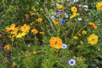 Yellow ornamental basket (Cosmos sulphureus), flower bed, summer flower-bed, North
