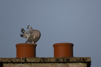 Wood pigeon (Columba palumbus) adult bird preening its tail feathers on an urban chimney pot,