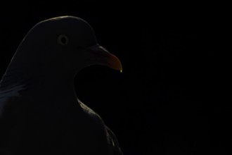 Wood pigeon (Columba palumbus) adult bird backlit head portrait, England, United Kingdom
