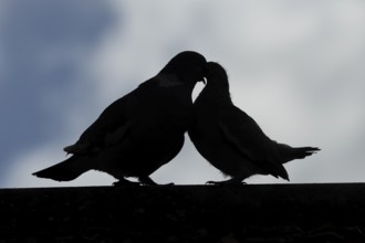 Wood pigeon (Columba palumbus) adult parent bird feeding a juvenile baby squab bird on an urban