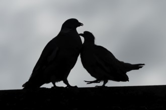 Wood pigeon (Columba palumbus) juvenile baby squab bird begging for food from an adult parent bird
