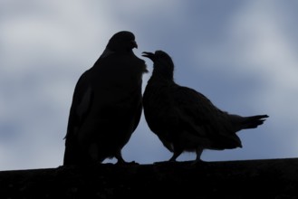 Wood pigeon (Columba palumbus) juvenile baby squab bird asking for food from an adult parent bird