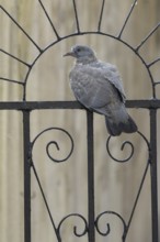 Wood pigeon (Columba palumbus) juvenile baby squab bird sitting on an urban garden metal gate,