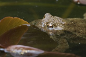 Common toad (Bufo bufo) adult amphibian on the water surface of a garden pond, England, United