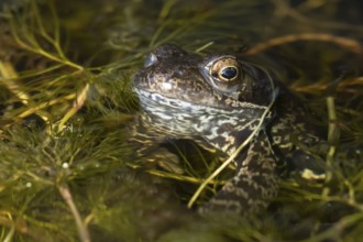 Common frog (Rana temporaria) adult amphibian on the water surface of a garden pond, England,