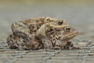 Common toad (Bufo bufo) two adult amphibians mating on a path in spring, England, United Kingdom
