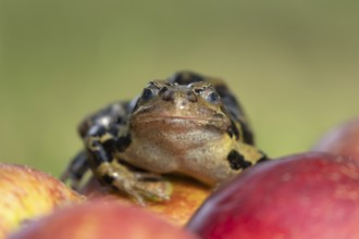 Common frog (Rana temporaria) adult amphibian on a fallen apple in a garden, England, United