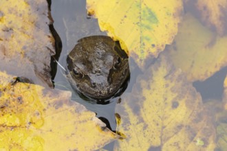 Common frog (Rana temporaria) adult amphibian on the water surface of a garden pond with fallen