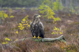 White-tailed eagle, Eurasian sea eagle (Haliaeetus albicilla) adult perched on fallen branch in