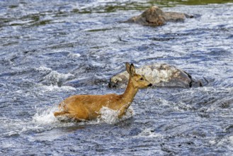 European roe deer (Capreolus capreolus) female, doe crossing fast-flowing water of stream, river in