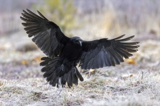 Common raven, northern raven (Corvus corax) landing in grassland covered in hoarfrost on a freezing