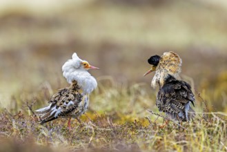Two ruffs (Calidris pugnax), satellite with white neck ruff and territorial male in breeding