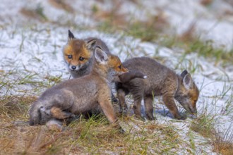Young red foxes (Vulpes vulpes) three playful kits, juveniles playing near burrow, den in the sand