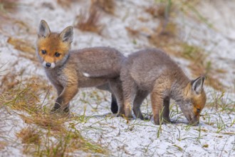 Young red foxes (Vulpes vulpes) two playful kits, juveniles playing near burrow, den in the sand