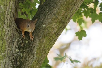 A squirrel (Sciurus vulgaris), juvenile, sitting attentively in the fork of a tree trunk, Hesse,