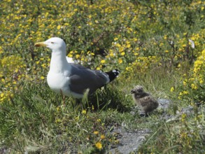 A Mediterranean gull (Larus michahellis) stands next to a chick in the green grass, surrounded by