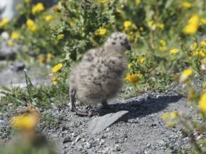 A fluffy chick of the Mediterranean gull (Larus michahellis) stands on a stony path with yellow