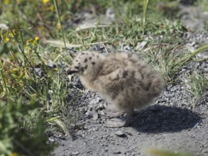 Chick of Mediterranean gull (Larus michahellis) standing in a grassy area. Porquerolles Island,