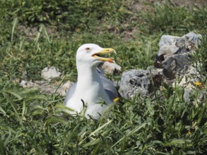 Mediterranean gull (Larus michahellis) breeding in the nest on grassy ground next to rocks.