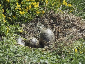 Two eggs of Mediterranean gull (Larus michahellis) in a nest between yellow flowers and grass.