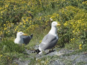 Two Mediterranean gulls (Larus michahellis) walking through a flowering meadow landscape.