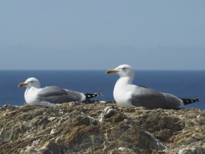 Two Mediterranean gulls (Larus michahellis) resting on rocks with the sea in the background.