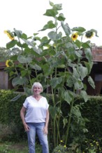 Sunflower (Helianthus annuus), giant variety, tall, woman, garden, size comparison, Germany, A