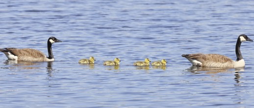 Canada goose (Branta canadensis), pair swimming with chicks on a lake, animal pair, wildlife,