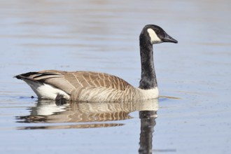 Canada goose (Branta canadensis), swimming on a lake, wildlife, birds, geese, nature reserve