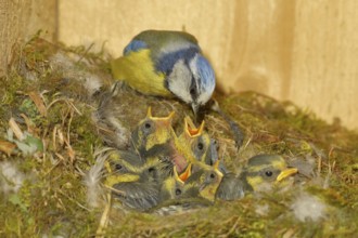 Blue tit (Cyanistes caeruleus) feeding the young in the nest, Wilnsdorf, North Rhine-Westphalia,