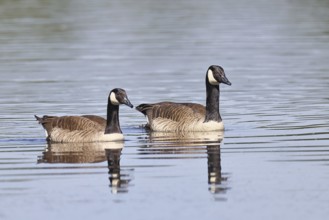 Canada goose (Branta canadensis), pair swimming on a lake, animal pair, wildlife, birds, geese,