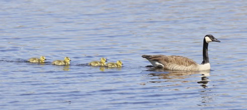 Canada goose (Branta canadensis), swimming with chicks on a lake, animal pair, wildlife, birds,