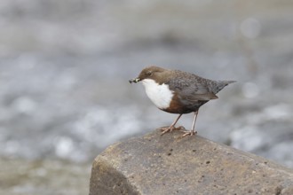 White-throated Dipper (Cinclus cinclus) standing with prey on a stone in the middle of a stream,