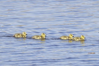 Canada goose (Branta canadensis), chicks swimming on a lake, young animals, wildlife, birds, geese,