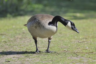 Canada goose (Branta canadensis), running on the lakeshore, wildlife, birds, geese, nature reserve
