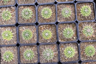 Top view of many small 'Mammillaria Carnea' cactus plants in flower pots