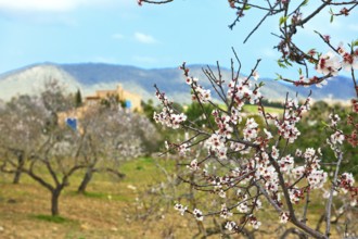 Almond blossoms on almond tree, in the background almond trees and finca, Majorca, Balearic