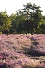 Heath landscape, Summer, Germany
