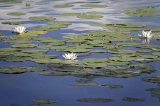 Pond with beautiful water lilies, summer, Germany