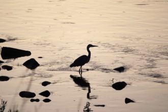Heron on a riverbank in the evening light, summer, Germany