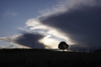Lonely tree in front of a dramatic sky, summer, Germany