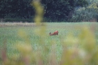 Roebuck in a field, summer, Germany