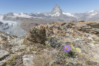 A solitary purple wildflower Aster des Alpes (Aster alpinus) rises from the rocky ground and